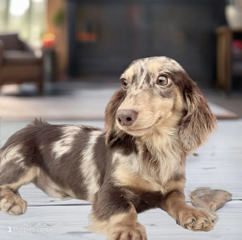 Chocolate and cream dapple – Miniature Dachshund puppy for sale in Oneonta, NY