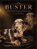 Chocolate and cream dapple, a male Miniature Dachshund for sale in Oneonta, NY – Photo 2 of 3
