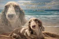 Chocolate and cream dapple, a male Miniature Dachshund for sale in Oneonta, NY – Photo 3 of 3