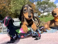 Russian AKC dapple, a female Miniature Dachshund for sale in Oneonta, NY – 7 of 10