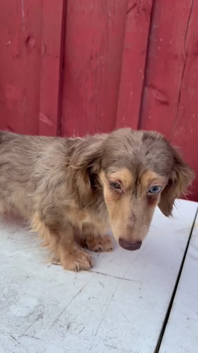 Choc cream Dapple AKC blue eye!!!, a male Miniature Dachshund for sale in Oneonta, NY – 10 of 10