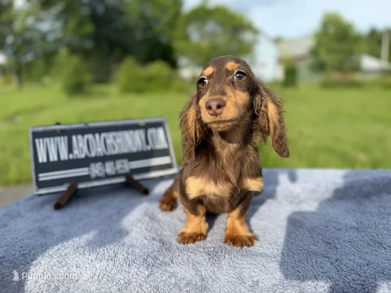 Russian akc – Miniature Dachshund puppy for sale in Oneonta, NY