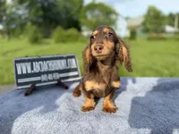 Russian akc, a male Miniature Dachshund for sale in Oneonta, NY – 1 of 8