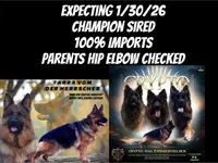 Import LH, a female German Shepherd Dog for sale in Oneonta, NY – 7 of 9