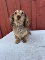Choc cream Dapple AKC blue eye!!!, a male Miniature Dachshund for sale in Oneonta, NY – 7 of 10