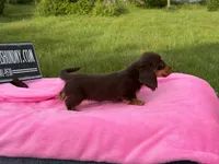 Russian, a female Miniature Dachshund for sale in Oneonta, NY – 9 of 9