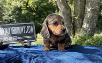 Russian pol, a male Miniature Dachshund for sale in Oneonta, NY – 6 of 9