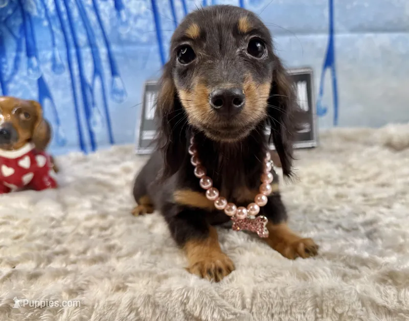 Import AKC PRA clear