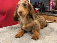 Russian akc, a male Miniature Dachshund for sale in Oneonta, NY – 4 of 7