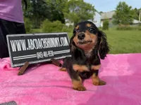 Russian sale, a female Miniature Dachshund for sale in Oneonta, NY – 9 of 10