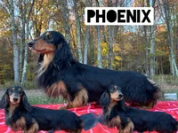 Russian AKC LH, a male Miniature Dachshund for sale in Oneonta, NY – 7 of 9