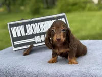 Ch Russian, a male Miniature Dachshund for sale in Oneonta, NY – 4 of 10