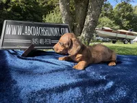 Russian smooth red dapple, a male Dachshund for sale in Oneonta, NY – 5 of 7
