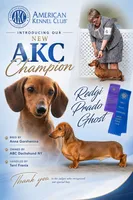 AKC IMPORT PRA Clear sale, a female Miniature Dachshund for sale in Oneonta, NY – 4 of 10