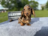 AKC Russian , a male Miniature Dachshund for sale in Oneonta, NY – 7 of 10