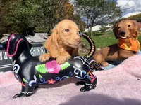 Russian AKC Carrie’s cream, a female Miniature Dachshund for sale in Oneonta, NY – 3 of 5