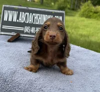 Russian, a male Miniature Dachshund for sale in Oneonta, NY – 8 of 10