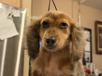 2 blue eyes russian, a male Miniature Dachshund for sale in Oneonta, NY – 7 of 10