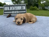 Dapple boy, a male Miniature Dachshund for sale in Oneonta, NY – 10 of 10