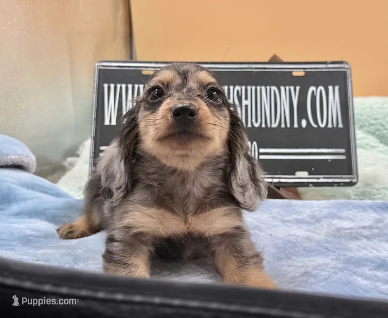 S.African  – Miniature Dachshund puppy for sale in Oneonta, NY