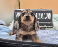 S.African , a male Miniature Dachshund for sale in Oneonta, NY – 1 of 10