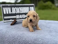 AKC S.African, a male Miniature Dachshund for sale in Oneonta, NY – 2 of 10