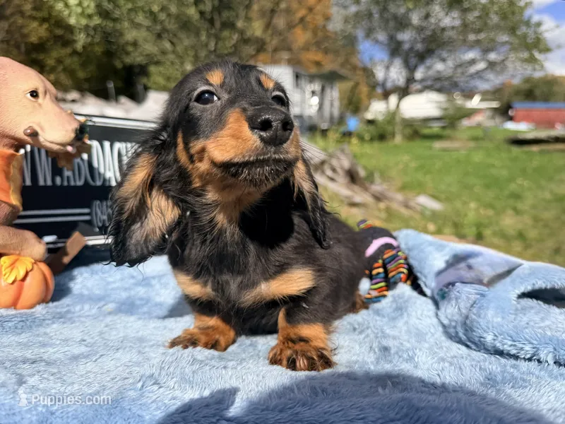 Russian – Miniature Dachshund puppy for sale in Oneonta, NY