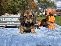 Uk import cream, a male Miniature Dachshund for sale in Oneonta, NY – 7 of 8
