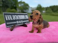 AKC IMPORT PRA Clear sale, a female Miniature Dachshund for sale in Oneonta, NY – 8 of 10