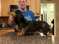 Gideon Russian, a male Miniature Dachshund for sale in Oneonta, NY – 5 of 8