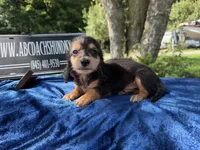 Russian, a male Miniature Dachshund for sale in Oneonta, NY – 5 of 5