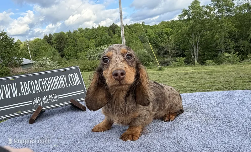 AKC Russian  – Miniature Dachshund puppy for sale in Oneonta, NY