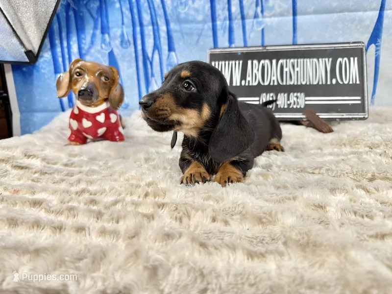 Imports AKC Carrie’s cream