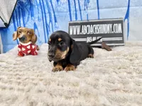 Imports AKC Carrie’s cream, a male Dachshund for sale in Oneonta, NY – Photo 9 of 10