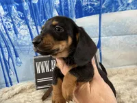 Imports AKC Carrie’s cream, a male Dachshund for sale in Oneonta, NY – Photo 5 of 10