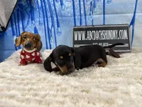 Imports AKC Carrie’s cream, a male Dachshund for sale in Oneonta, NY – Photo 2 of 10