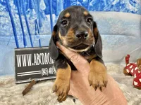 Imports AKC Carrie’s cream, a male Dachshund for sale in Oneonta, NY – Photo 4 of 10