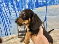 Imports AKC Carrie’s cream, a male Dachshund for sale in Oneonta, NY – Photo 6 of 10