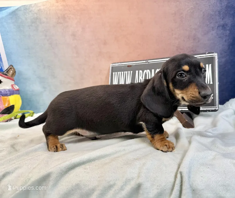 Imports AKC Carrie’s cream