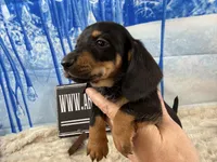 Imports AKC Carrie’s cream, a male Dachshund for sale in Oneonta, NY – Photo 3 of 10