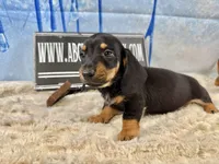 Imports AKC Carrie’s cream, a male Dachshund for sale in Oneonta, NY – Photo 7 of 10