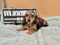 AKC Russian GCH MOM, a male Dachshund for sale in Oneonta, NY – 8 of 10