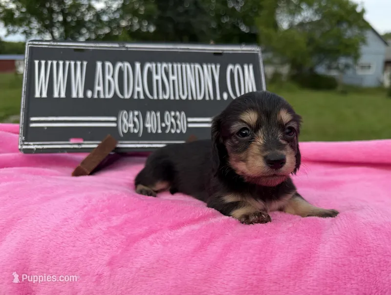 S.African AKC – Miniature Dachshund puppy for sale in Oneonta, NY
