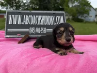 S.African AKC, a female Miniature Dachshund for sale in Oneonta, NY – 1 of 10