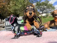Russian AKC dapple, a female Miniature Dachshund for sale in Oneonta, NY – 10 of 10