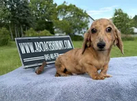 Smooth Brindle, a male Miniature Dachshund for sale in Oneonta, NY – 2 of 10