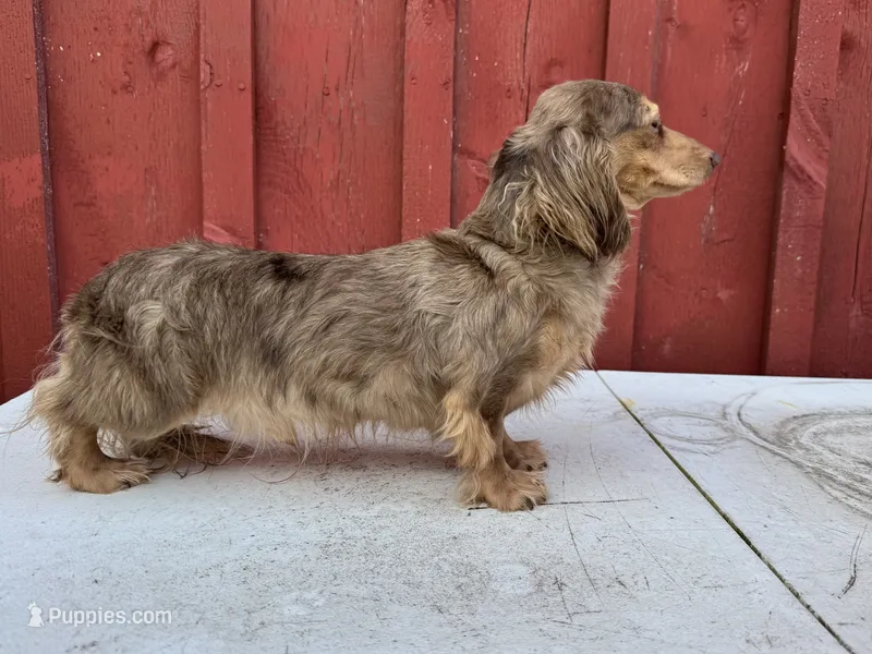 Choc cream Dapple AKC blue eye!!! – Miniature Dachshund puppy for sale in Oneonta, NY