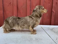 Choc cream Dapple AKC blue eye!!!, a male Miniature Dachshund for sale in Oneonta, NY – 1 of 10