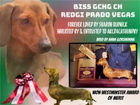 Russian AKC dad is Gold GCH, a female Miniature Dachshund for sale in Oneonta, NY – 6 of 8