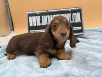 Russian overbite, a male Miniature Dachshund for sale in Oneonta, NY – Photo 4 of 10